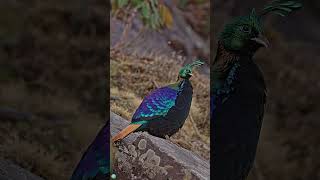 Discover the Unique Calls of Himalayan Monal | यह पक्षी कैसे बोलता है