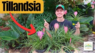 Como cultivar e cuidar da TILÂNDSIA CYANEA | Local de plantio | Irrigação | Substrato e muito mais