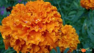 Видео Стихи Маро М.#...Зима, студёная зима# (автор: Сита Д)