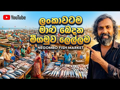 Negombo fish market.| • #TravelSriLanka• #FishMarket• #Negombo• #LankanFood• #SeafoodSriLanka• #vlog