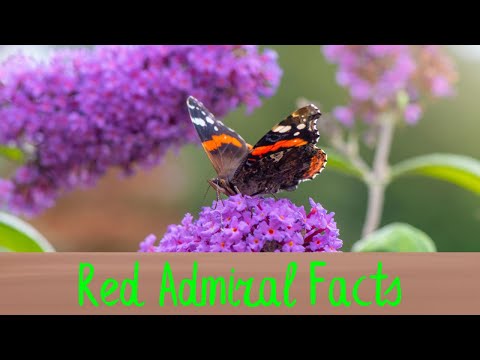 Fun facts about the Red Admiral
