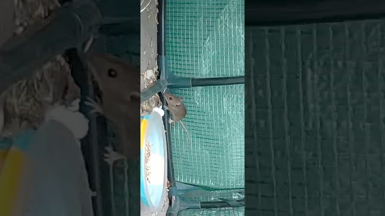 smol yellow neck mouse snacking 