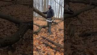 Plan of attack on hung up tree