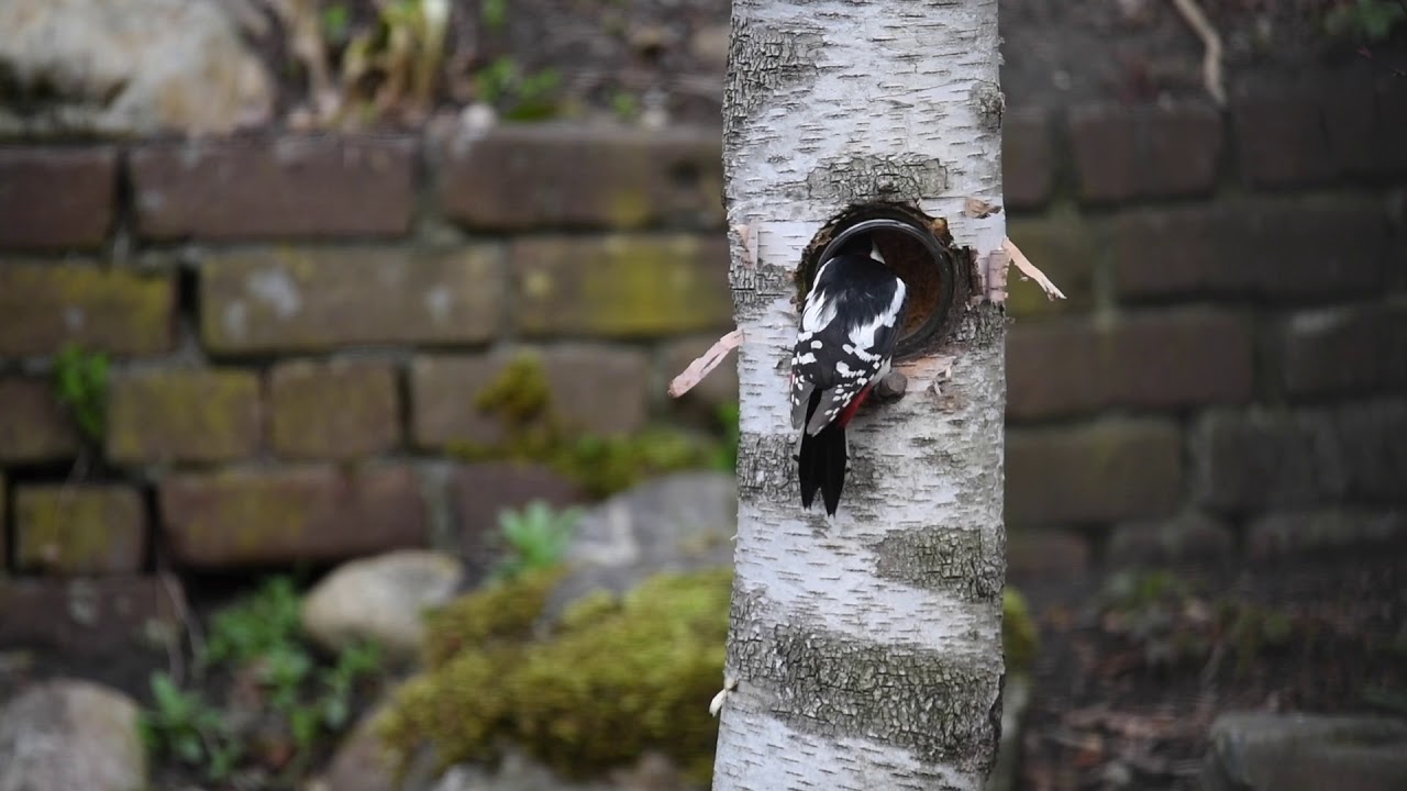 grote bonte specht in de tuin - YouTube