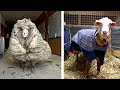Overgrown Sheep Gets 70 Pounds of Wool Sheared Off