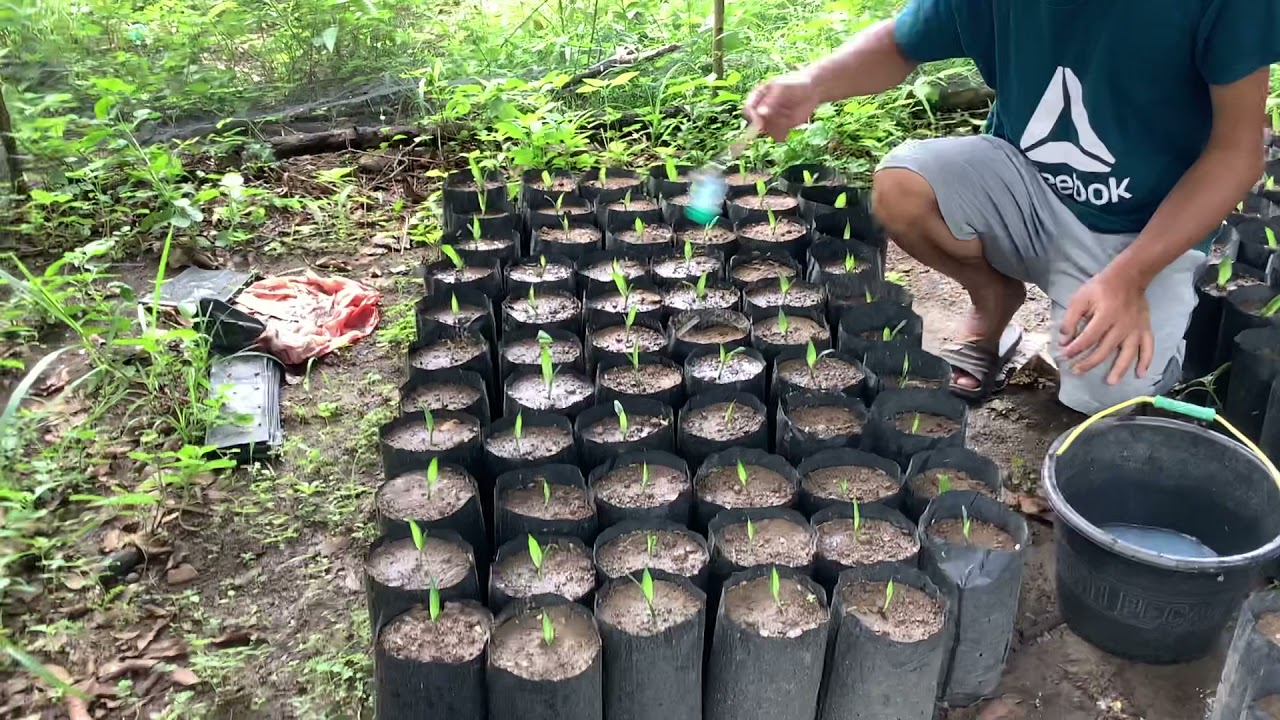 Pemupukan kecambah sawit usia 1 bulan ppks 540