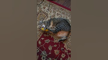 ✨️Catnip filled banana: the Perfect Cat Toy!