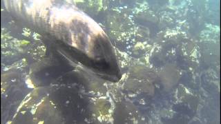 видео BLASER GALAPAGOS SAN CRISTOBAL