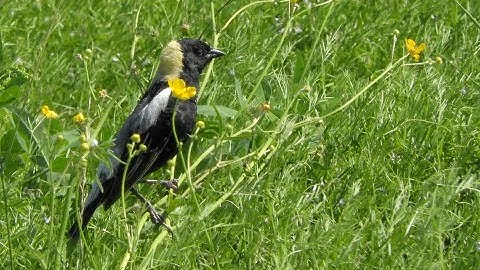 Bobolinks (Dolichonyx oryzivorus) in Hadley, MA. June 2020.