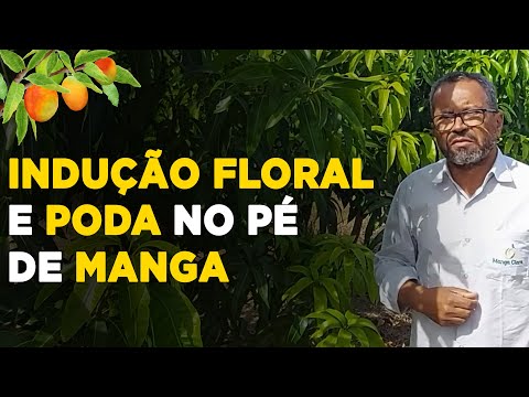 Vídeo: O que o Paclobutrazol faz: Aprenda sobre os efeitos do Paclobutrazol em gramados