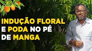 HOW TO INDUCE FLOWERING AND PRUNE MANGO TREES