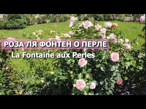 РОЗА Ля Фонтэн о Перле | Обзор сорта: Ля Фонтэн о Перле (La Fontaine Aux Perles)