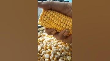 Easy way to remove the corn kernels🌽💯
