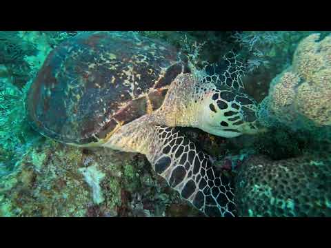 Dive Site Vlog -Andiamo, Raja Ampat / Indonesia