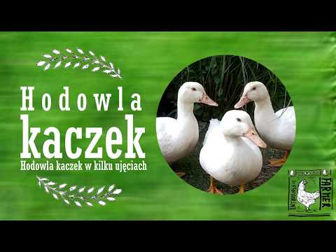 Wideo: Jak Hodować Kaczki