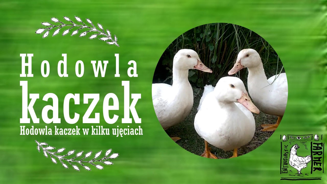 Hodowla kaczek w kilku ujęciach - YouTube