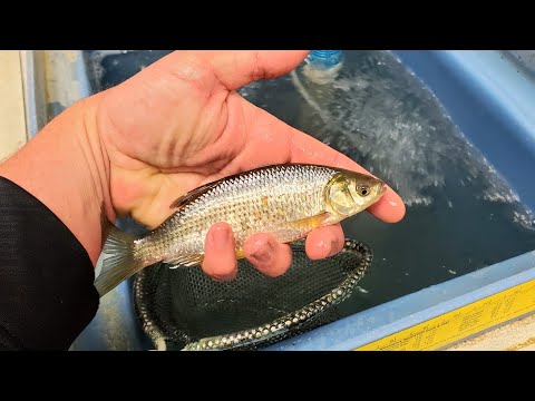 MINNOWS for ICE FISHING - SHOP TALK! 