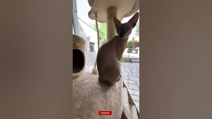 Video 11669371: sphynx cat meets, sphynx cat love, hairless kitty, cat sun, adorable hairless