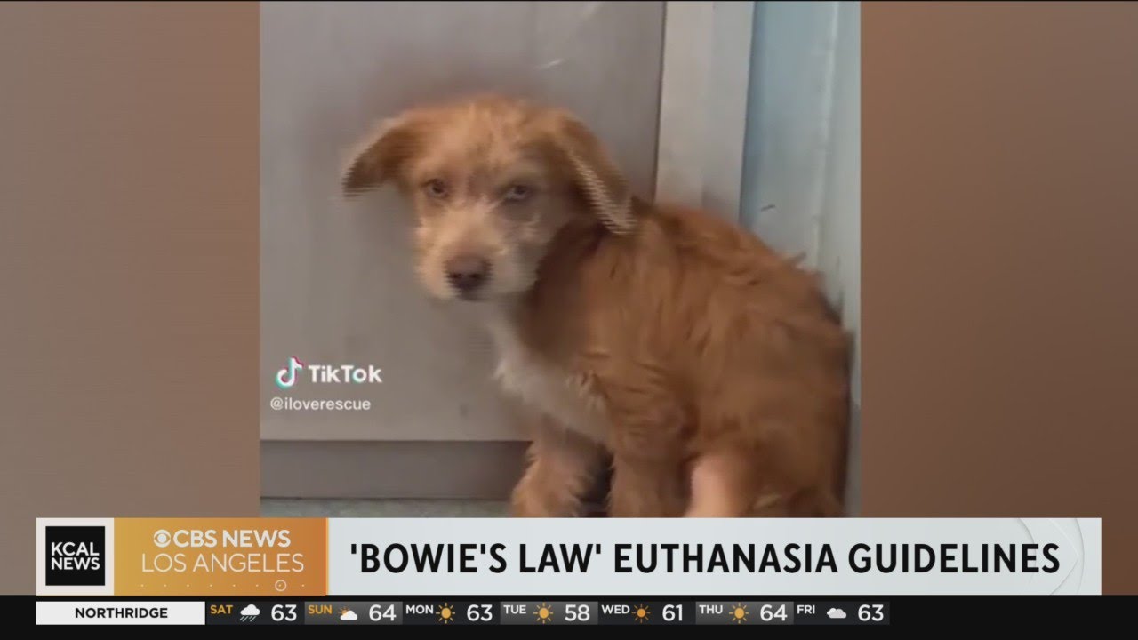 Animal Shelter Euthanasia Reforms Proposed In Bowie s Law YouTube