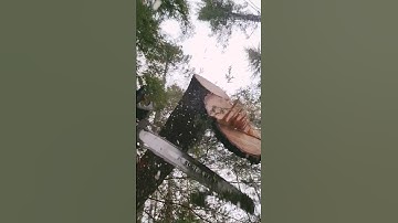 Clean Up The Log. #mitchzenobitrees #shorts #lumberjack #logging #stihl #chainsaw #ms500i