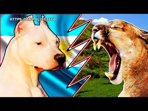 dogo argentino vs puma video original