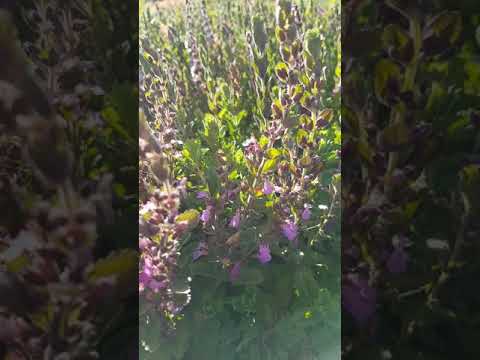 Teucrium