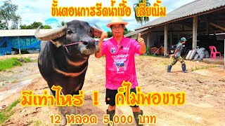 ขั้นตอนการรีดน้ำเชื้อ #เบิ้มพันล้าน (สุดยอดพ่อพันธุ์ควายงามควายไทย)
