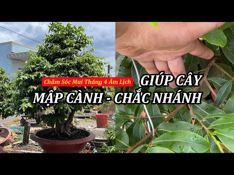 #2023 Chăm Sóc Mai Tháng 4 âl Giúp Cây Mập Cành Chắc Nhánh – Mai Vàng Duy Hiếu