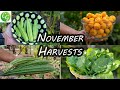 Novembers garden glory in california harvest  tour 