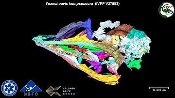 Digital Reconstruction of the Skull of the Cretaceous Bird Yuanchuavis kompsosoura
