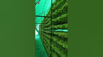 Amazing grape harvesting