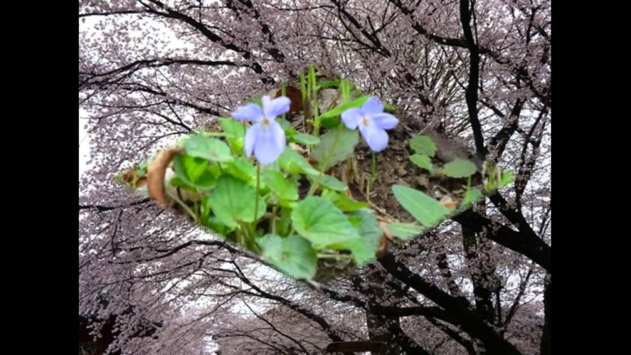 春の小川 春の小川 高野辰之作詞・岡野貞一作曲・小阪恵一編曲 Spring