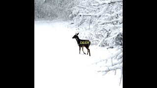 deer - mugiwahara