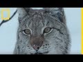 Lynx boral une des plus belles cratures des neiges