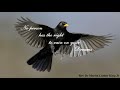 💎NEIL DIAMOND ~ BLACKBIRD