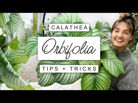 Ultimate DRAMA Queen: How To Keep Calathea Orbifolia Happy ?