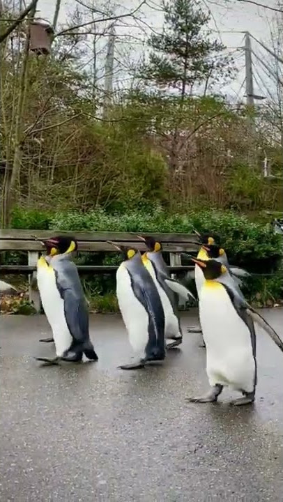 🐧Cute penguin walk in Basel, Switzerland | Zoo Basel