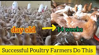 6 Habits That Will Make You a Successful Poultry Farmer | Week 15 @Kalisi_Farm   #farming