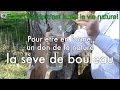 Comment récolter de la sève de bouleau ?