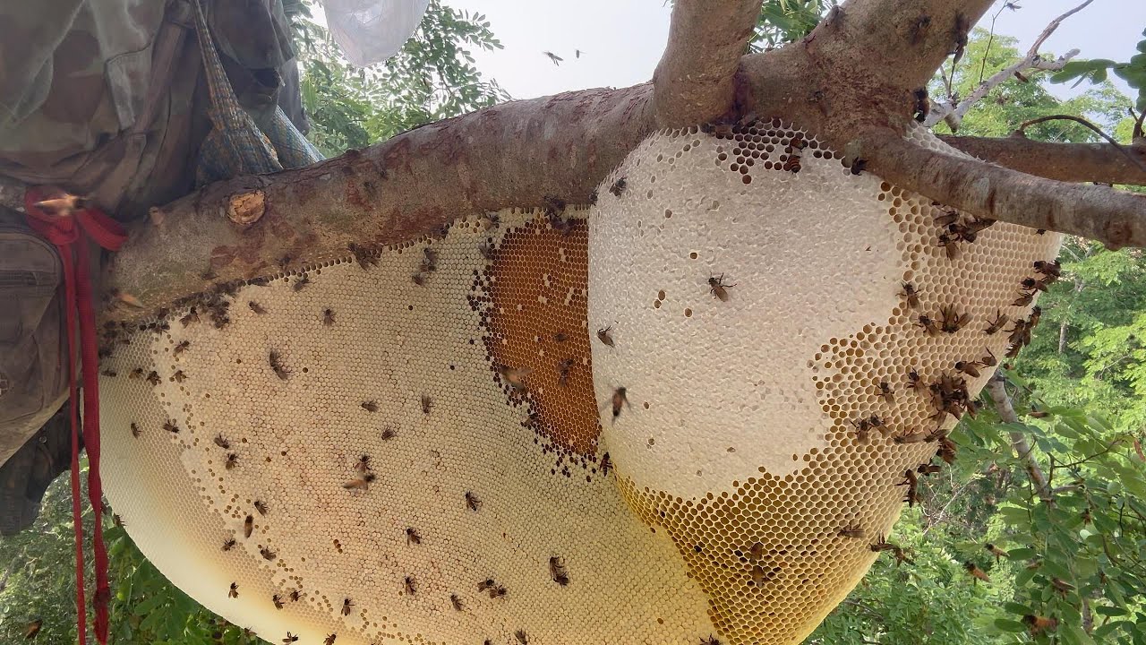 น้ำผึ้งเดือน5 น้ำหวานปิดตาขาวโบ๊ะ  |  พรานหมึก คนตีผึ้ง