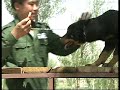 训狗教程|Dog training course|珍贵老视频 3工作犬训练（训犬师下）|A dog must know（Three）