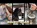 Horses of TikTok (Equestrian) TikTok Compilation #2 ✨| Vlogs from TikTok