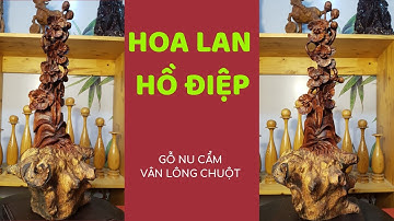 Cội Lan Hồ Điệp | Gỗ Nu Cẩm Vân Lông Chuột Quý Hiếm