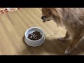 ドッグフード工房「馬肉」を食べる愛犬（チワワ）。30g