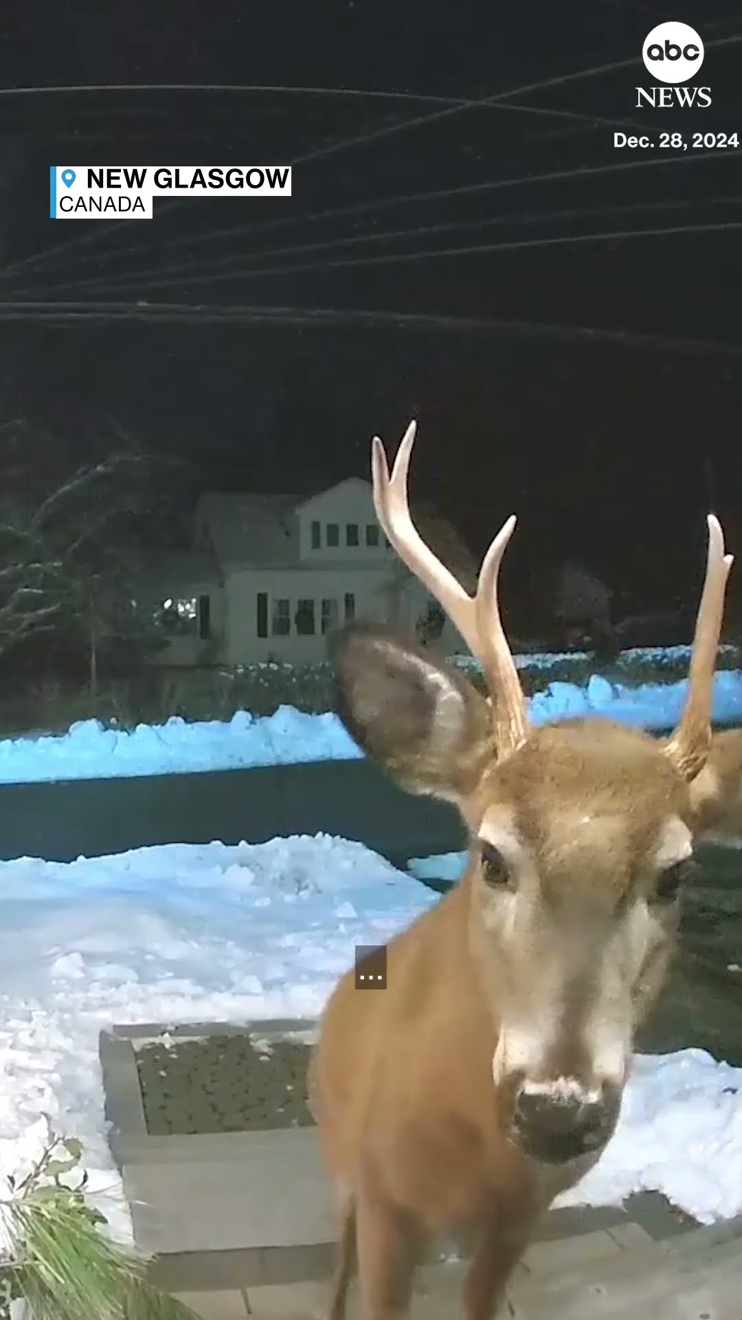 Woman uses security camera to shoo away buck from front door