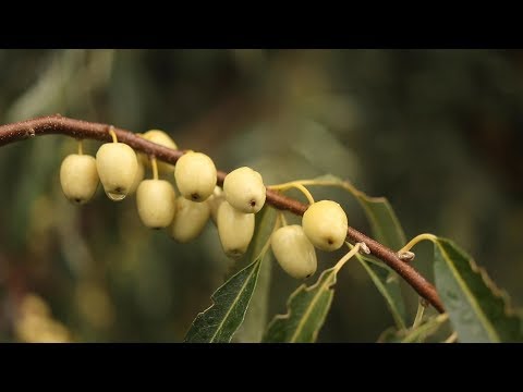 Wideo: Pielęgnacja krzewów Elaeagnus - porady dotyczące uprawy rosyjskiej oliwki Elaeagnus