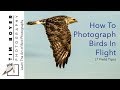 How To Photography Birds In Flight (7 Field Tips)