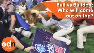 Bull vs Bulldog: Mascot rivalry gets heated at American football game