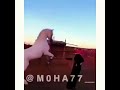 وسمعت صوت البارود