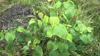 Plantas Medicinales - Cordoncillo